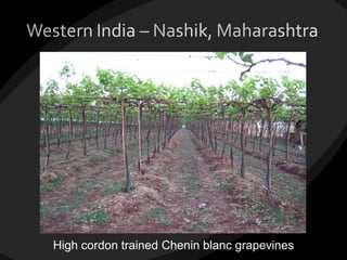 High cordon trained Chenin blanc grapevines
 