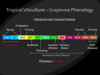 Phenology & Climate
Cultural and other Vineyard Practices
JUN JUL AUG SEP OCT NOV DEC JAN FEB MAR APR MAY
Pruning
Budbreak Veraison
(Whites)
Veraison
(Reds)
Harvest
Fertilisation
Pruning
Monsoons
Sprays
Flowering
Growing-Fruiting Season
CHO
Renewal
 