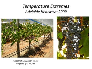Temperature Extremes
Adelaide Heatwave 2009
Cabernet Sauvignon vines
Irrigated @ 1 ML/ha
 