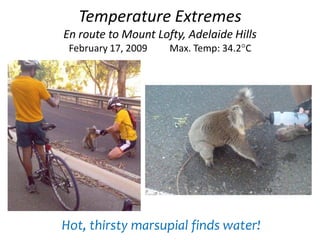 Temperature Extremes
En route to Mount Lofty, Adelaide Hills
February 17, 2009 Max. Temp: 34.2C
Hot, thirsty marsupial finds water!
 