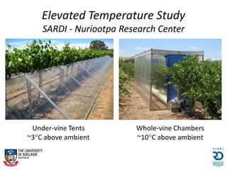 Elevated Temperature Study
SARDI - Nuriootpa Research Center
Under-vine Tents
~3C above ambient
Whole-vine Chambers
~10C above ambient
 