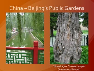 ‘Nine-dragon’ Chinese Juniper
(Juniperus chinensis)
 