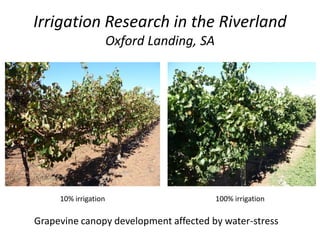 Irrigation Research in the Riverland
Oxford Landing, SA
10% irrigation 100% irrigation
Grapevine canopy development affected by water-stress
 