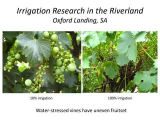 Irrigation Research in the Riverland
Oxford Landing, SA
10% irrigation 100% irrigation
Water-stressed vines have uneven fruitset
 