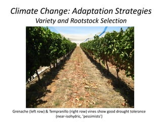 Climate Change: Adaptation Strategies
Variety and Rootstock Selection
Grenache (left row) & Tempranillo (right row) vines show good drought tolerance
(near-isohydric, ‘pessimists’)
 