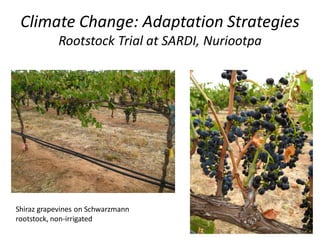 Climate Change: Adaptation Strategies
Rootstock Trial at SARDI, Nuriootpa
Shiraz grapevines on Schwarzmann
rootstock, non-irrigated
 
