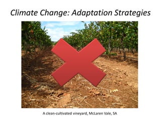 Climate Change: Adaptation Strategies
A clean-cultivated vineyard, McLaren Vale, SA
 