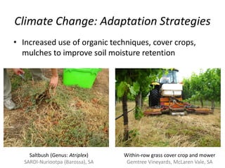 Climate Change: Adaptation Strategies
• Increased use of organic techniques, cover crops,
mulches to improve soil moisture retention
Saltbush (Genus: Atriplex)
SARDI-Nuriootpa (Barossa), SA
Within-row grass cover crop and mower
Gemtree Vineyards, McLaren Vale, SA
 