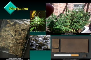 Marijuana 