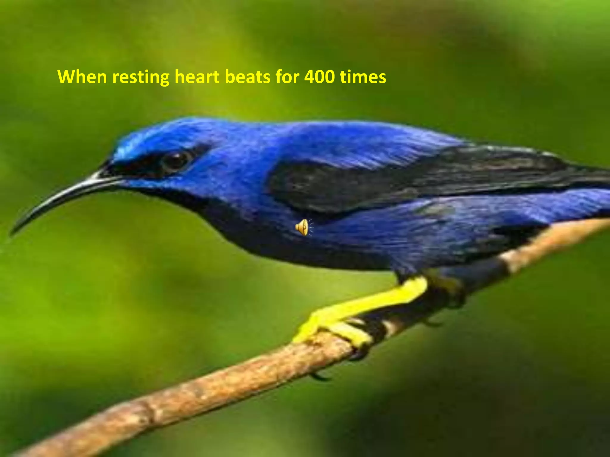 When resting heart beats for 400 times