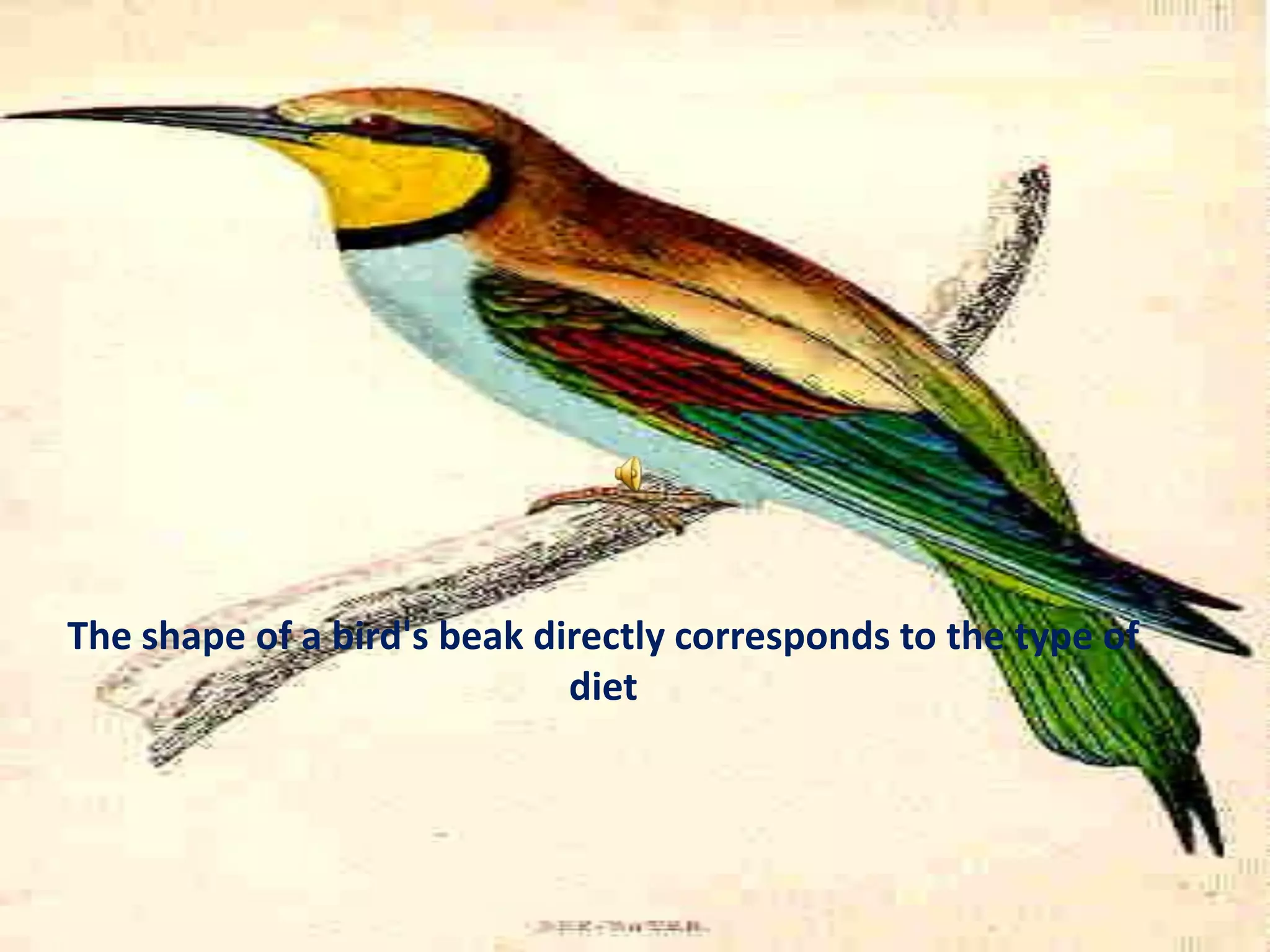The shape of a bird's beak directly corresponds to the type of diet 