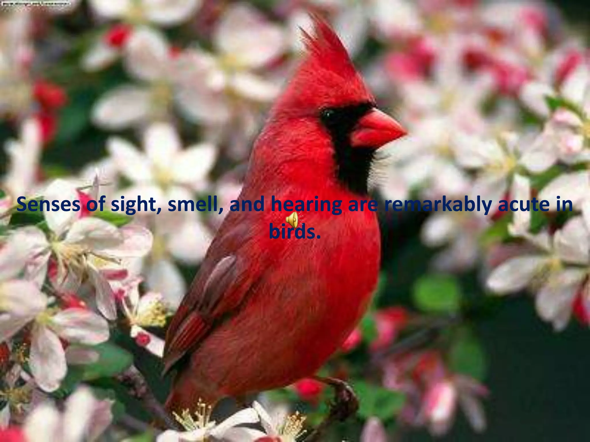 Senses of sight, smell, and hearing are remarkably acute in birds.