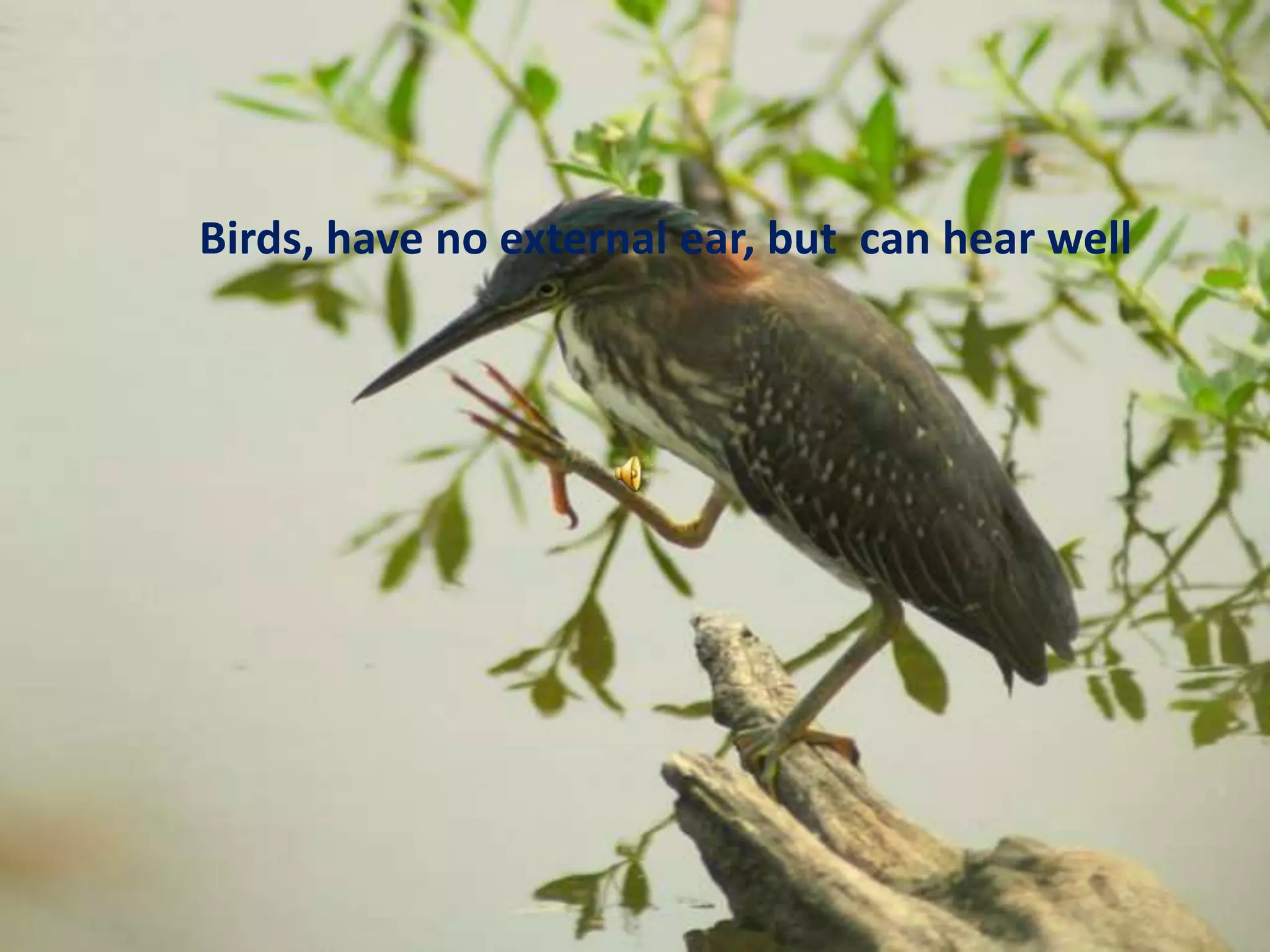 Birds, have no external ear, but  can hear well