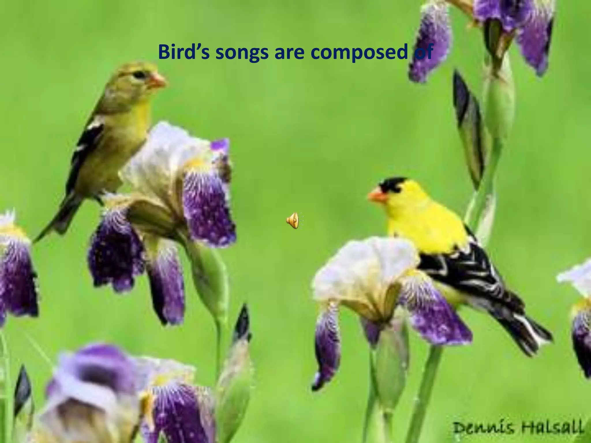 Bird’s songs are composed of