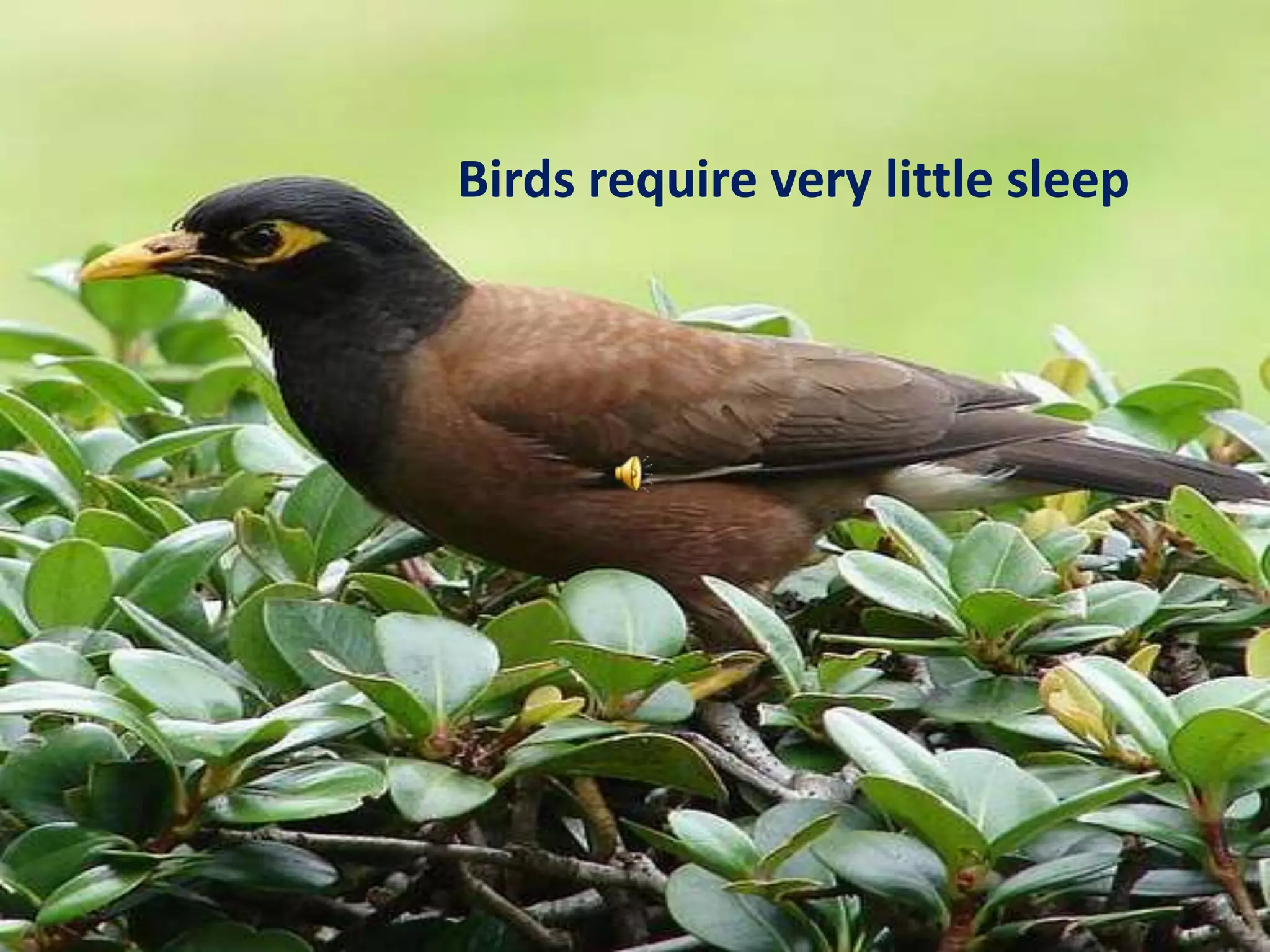 Birds require very little sleep