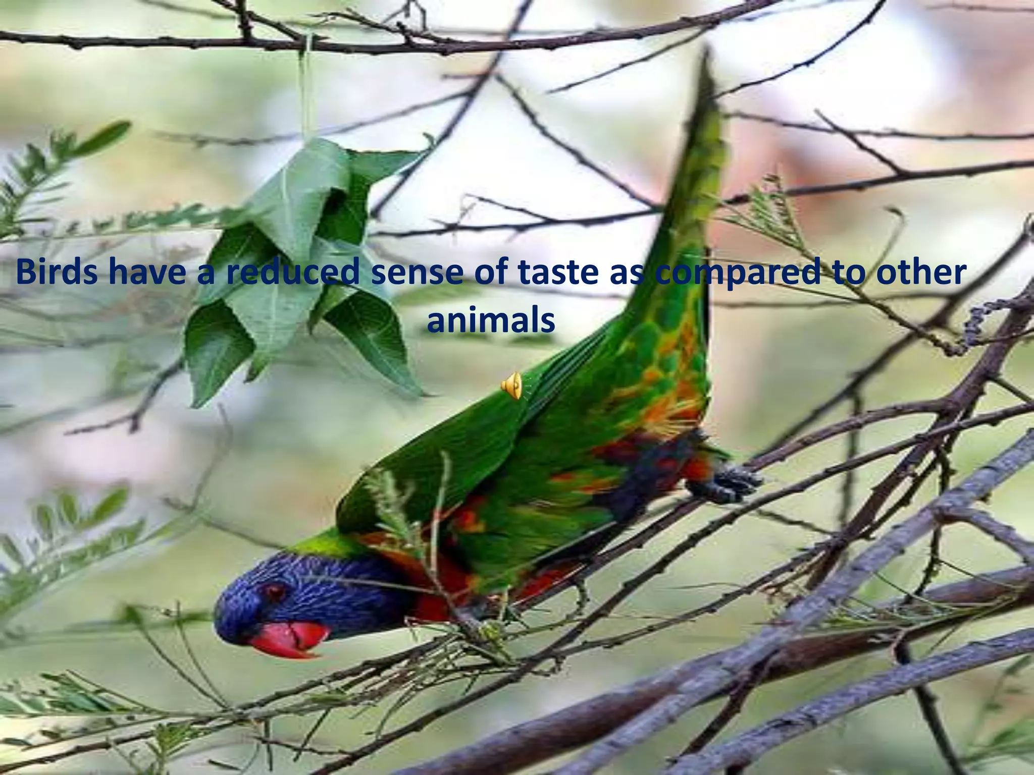 Birds have a reduced sense of taste as compared to other animals 