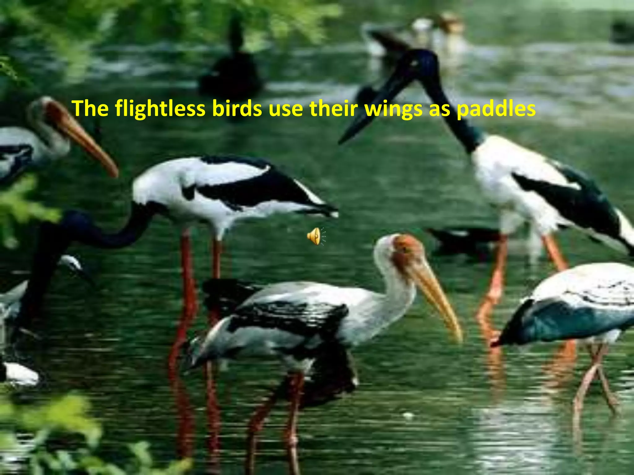 The flightless birds use their wings as paddles