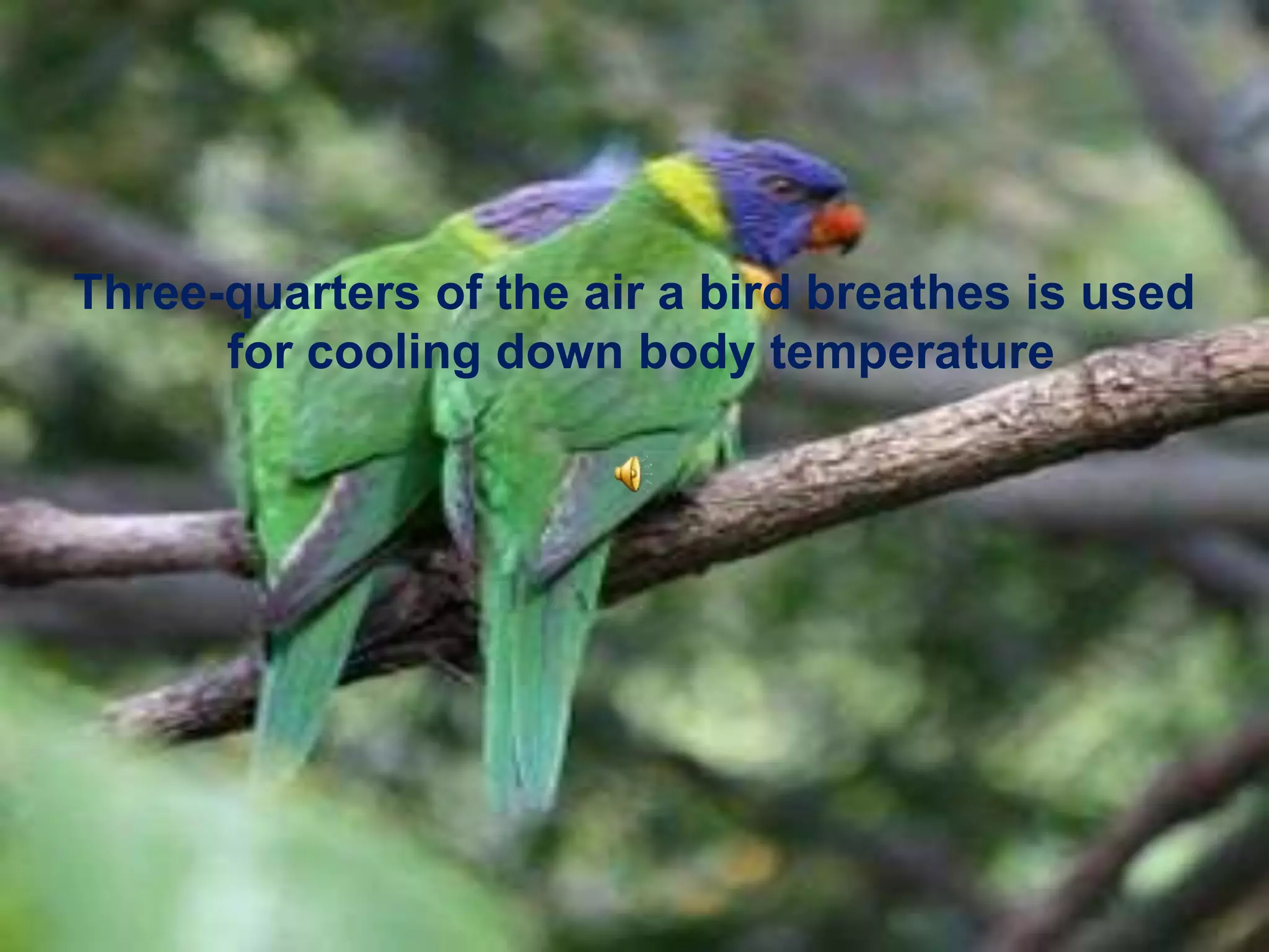 Three-quarters of the air a bird breathes is used  for cooling down body temperature