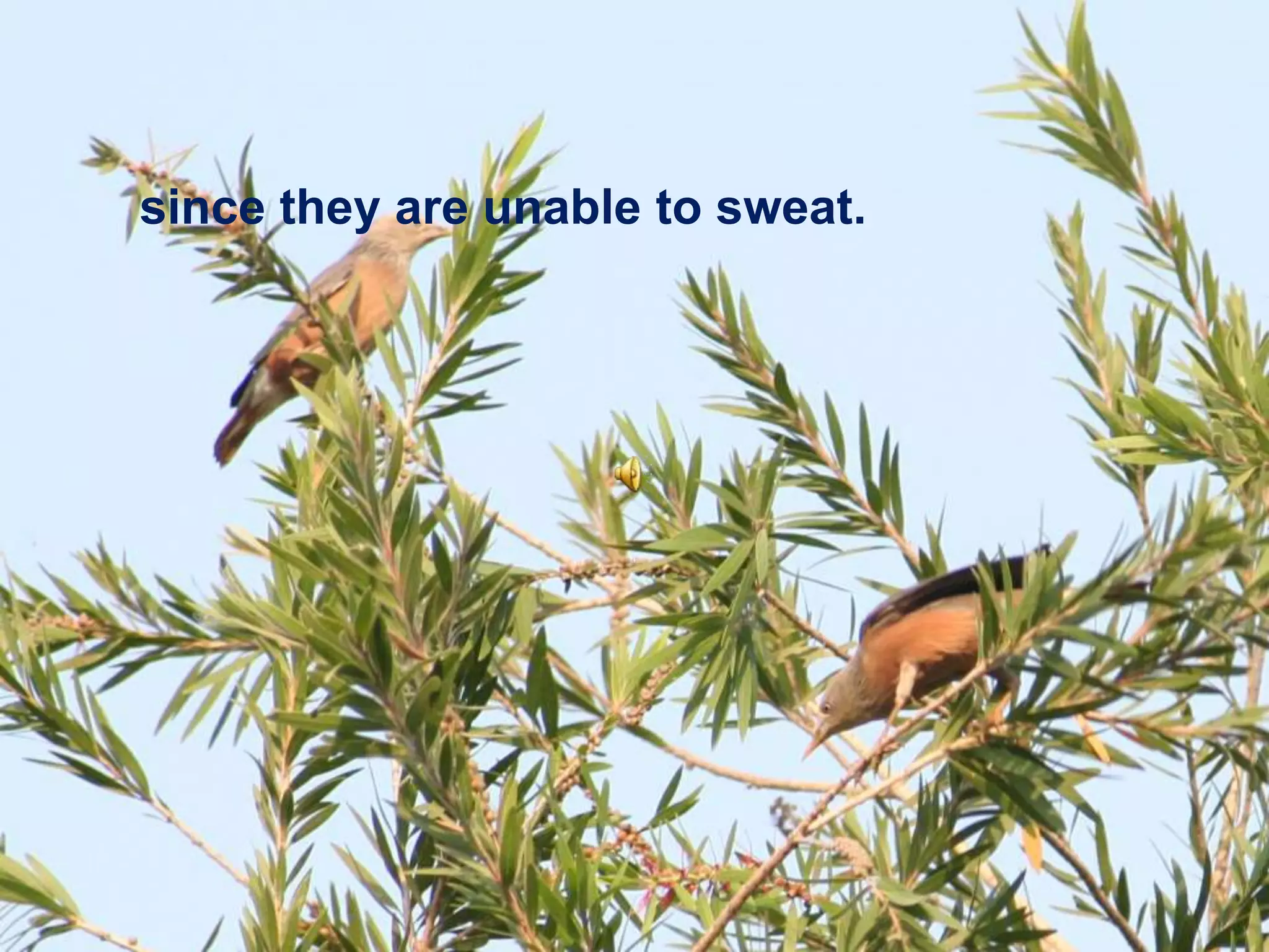 since they are unable to sweat.