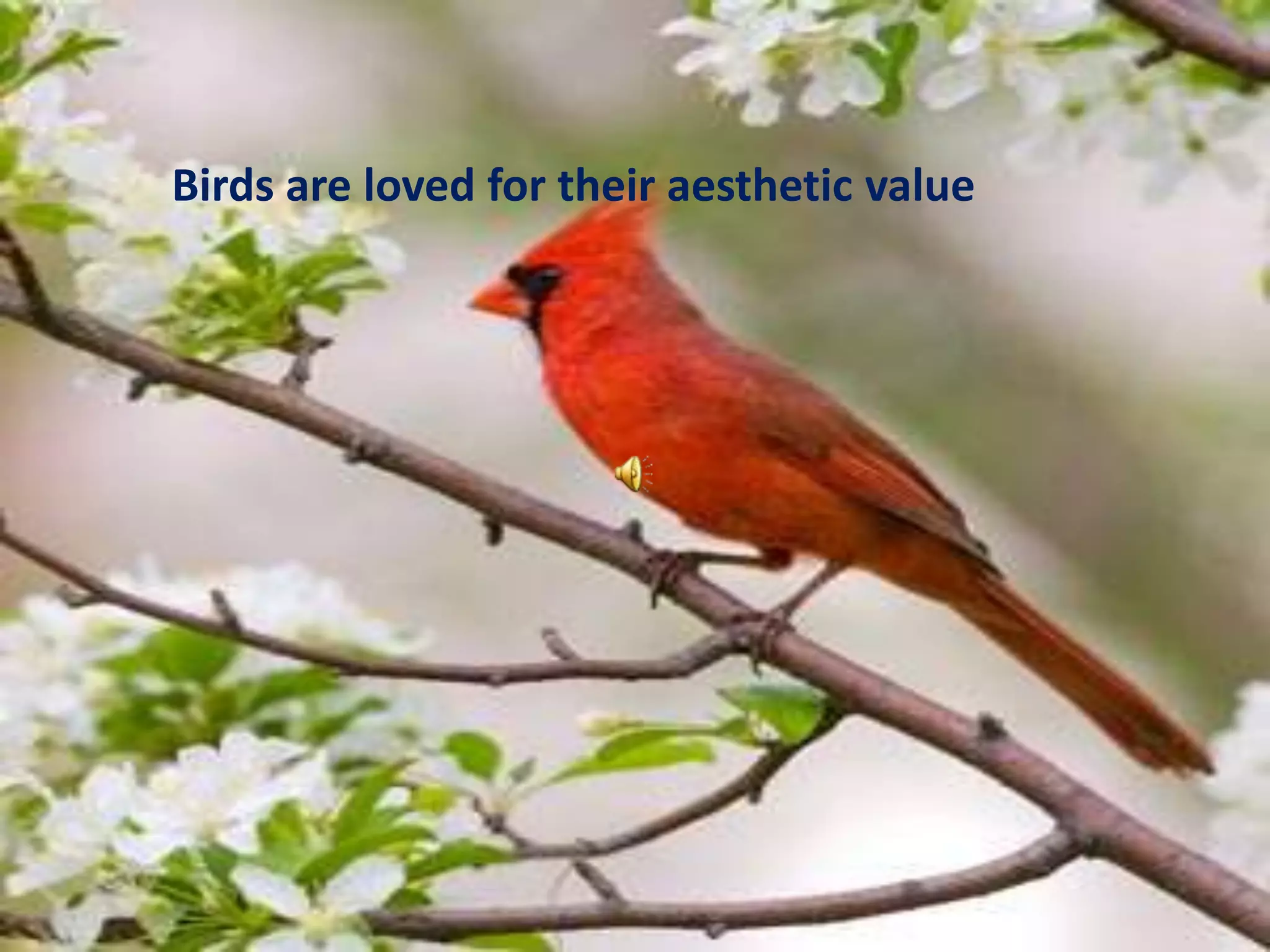 Birds are loved for their aesthetic value
