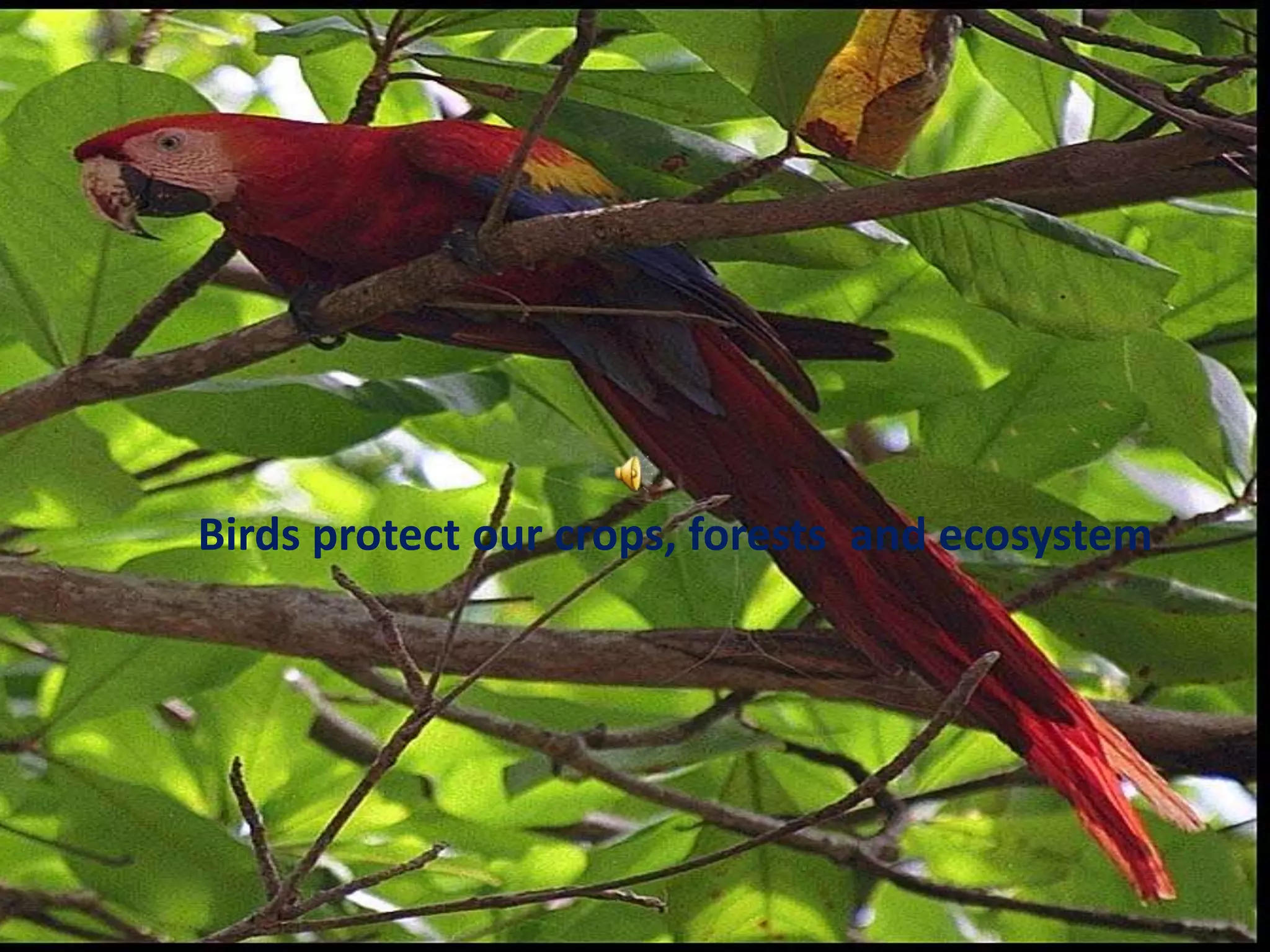 Birds protect our crops, forests  and ecosystem