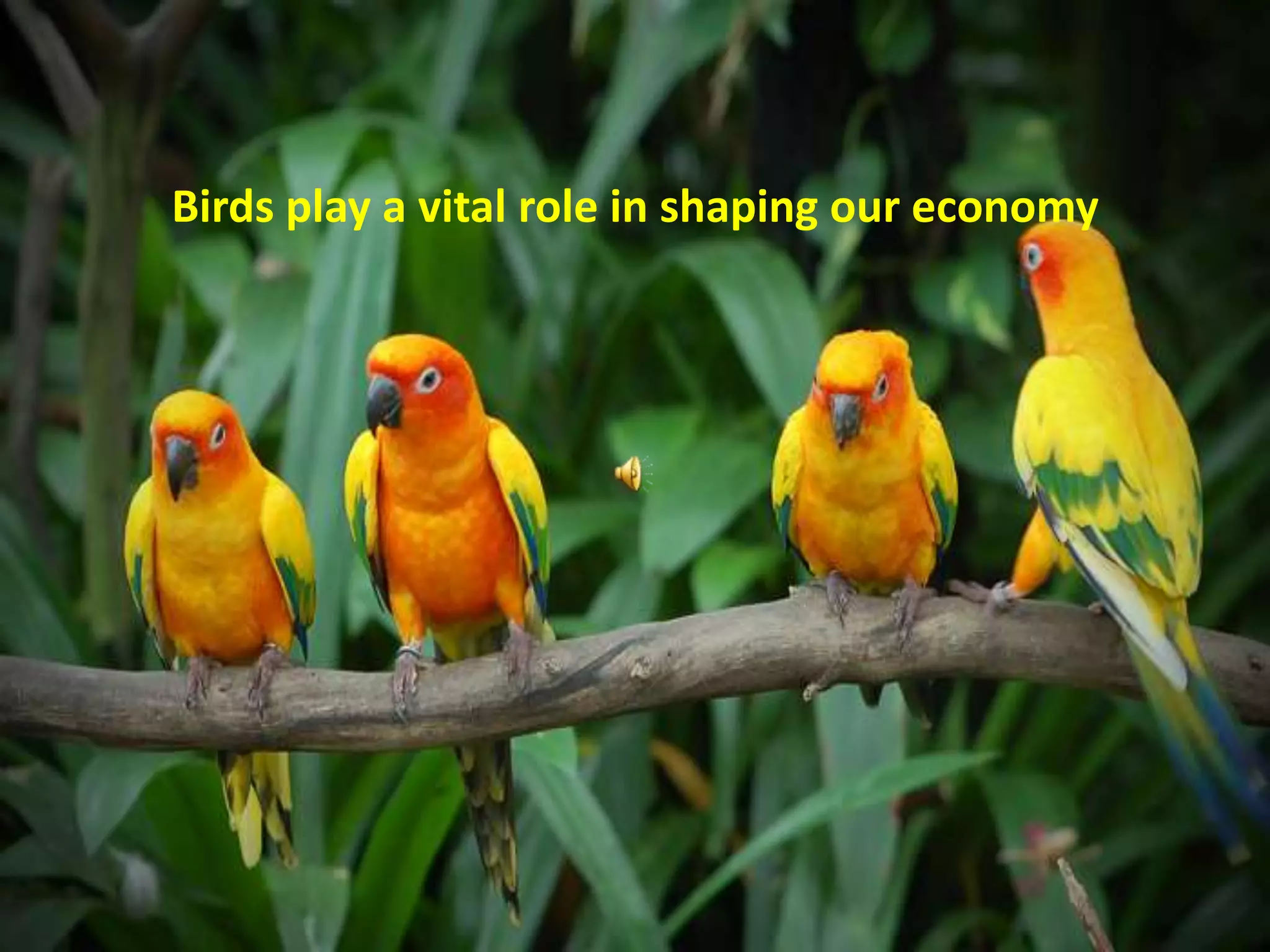 Birds play a vital role in shaping our economy
