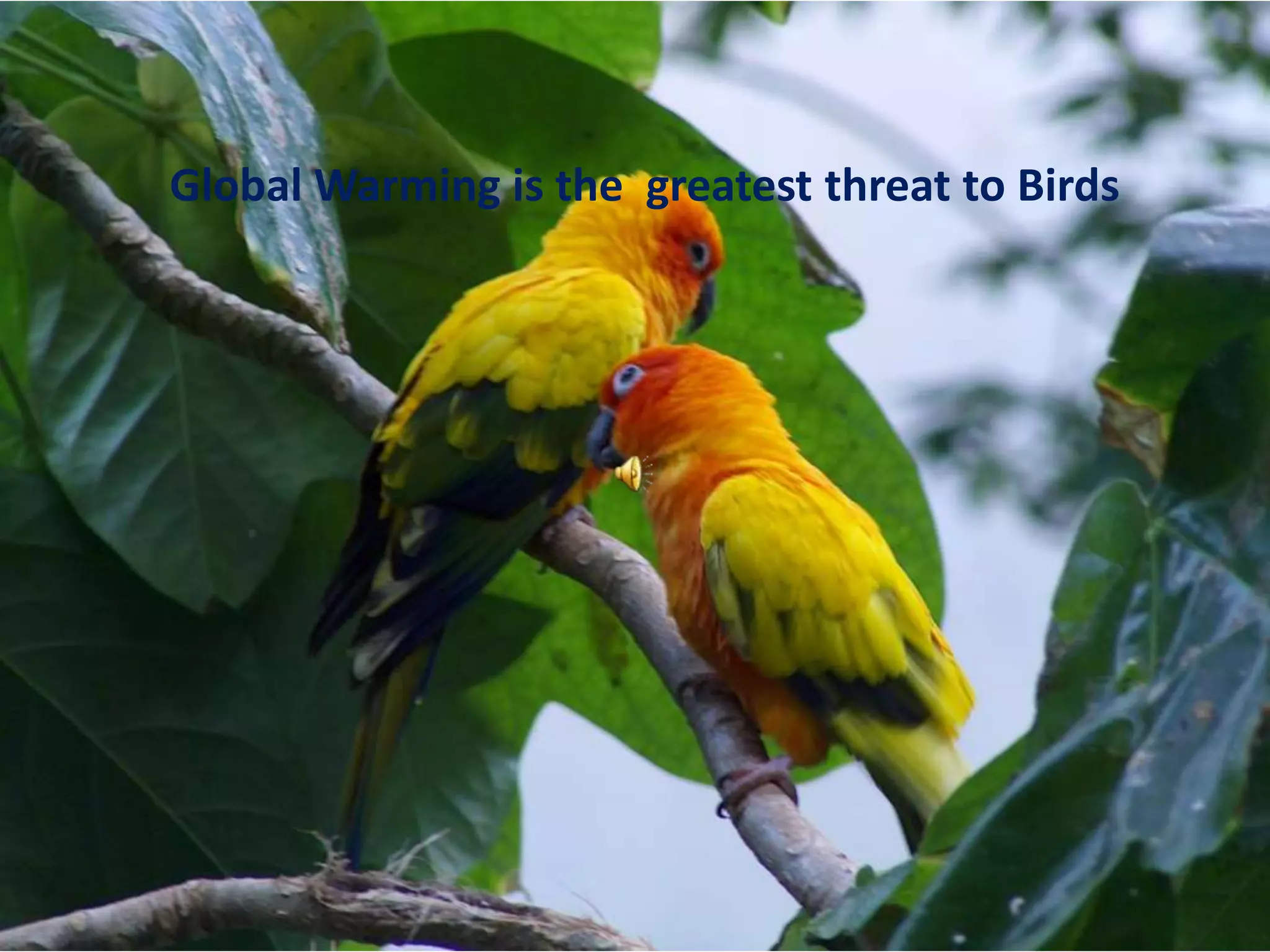 Global Warming is the  greatest threat to Birds