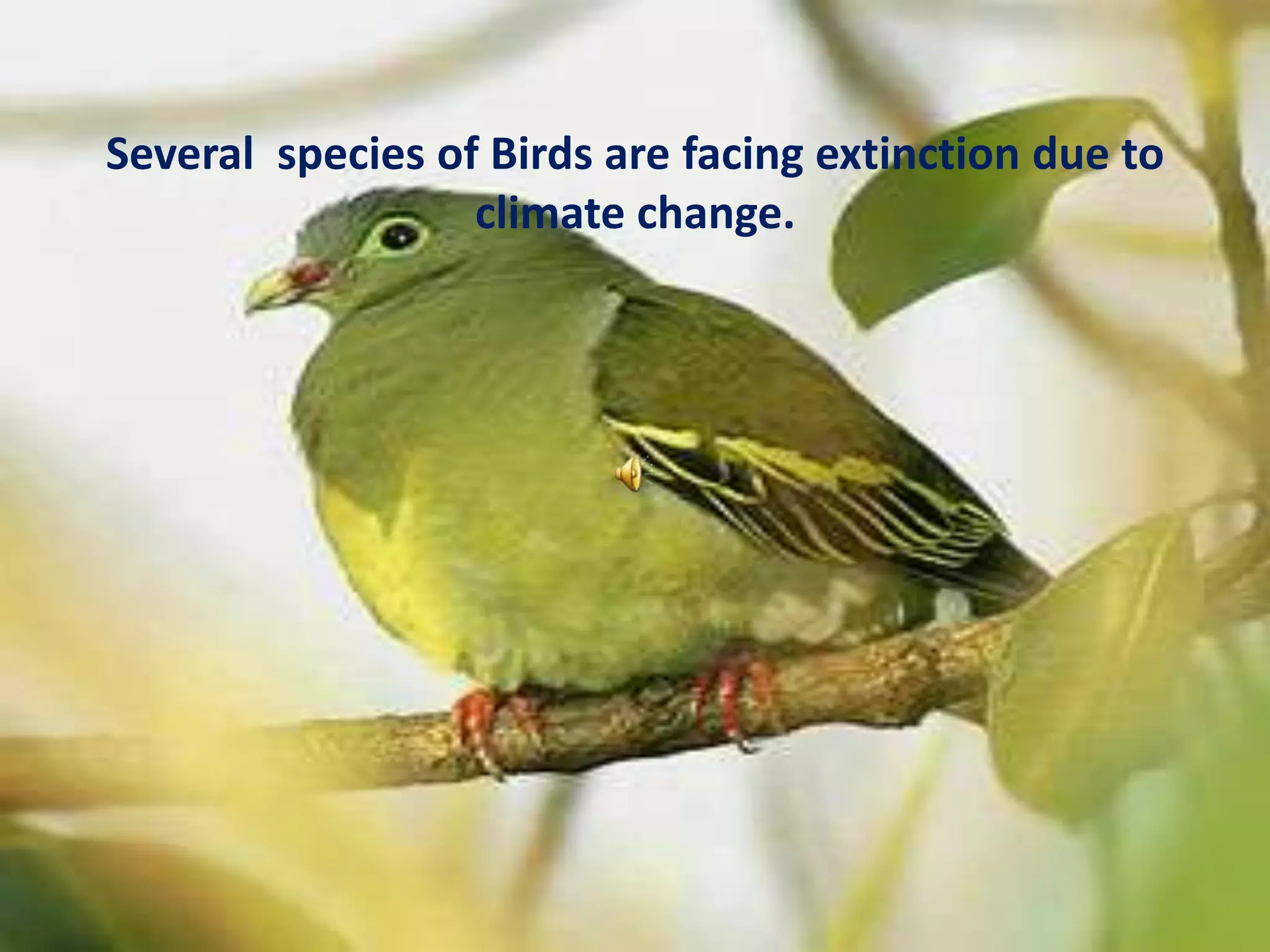 Several  species of Birds are facing extinction due to climate change. 