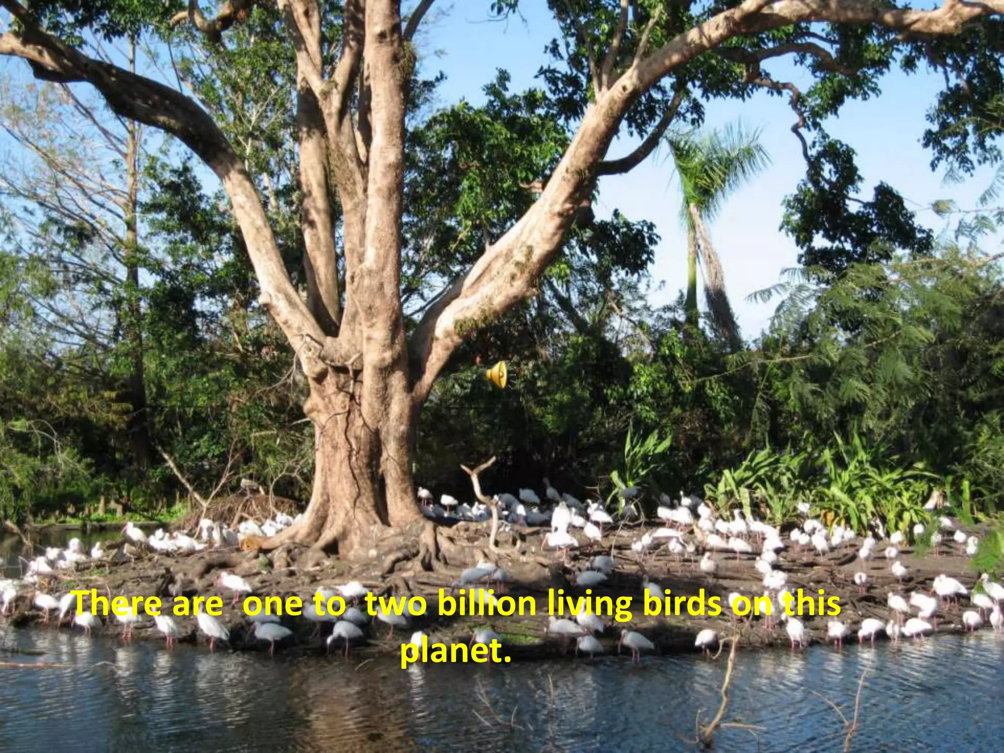 There are  one to  two billion living birds on this planet.