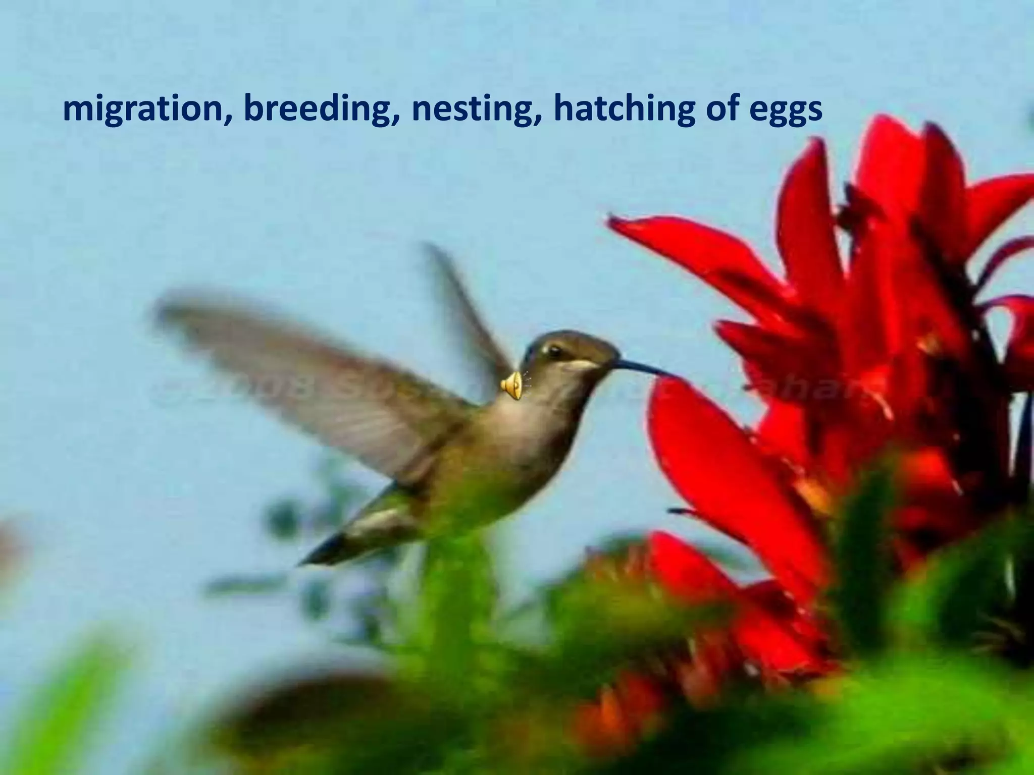 migration, breeding, nesting, hatching of eggs