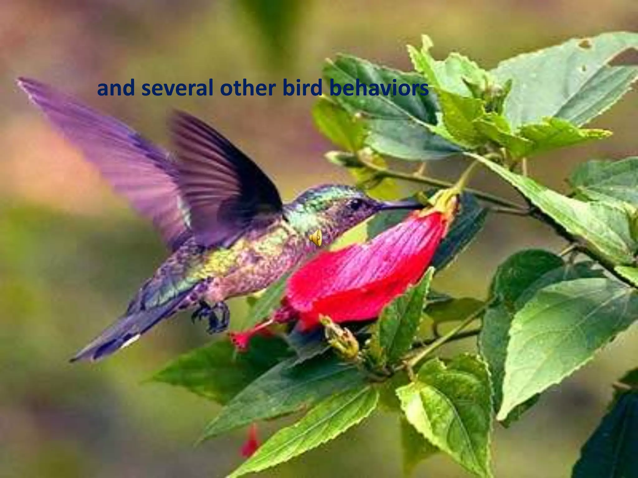 and several other bird behaviors