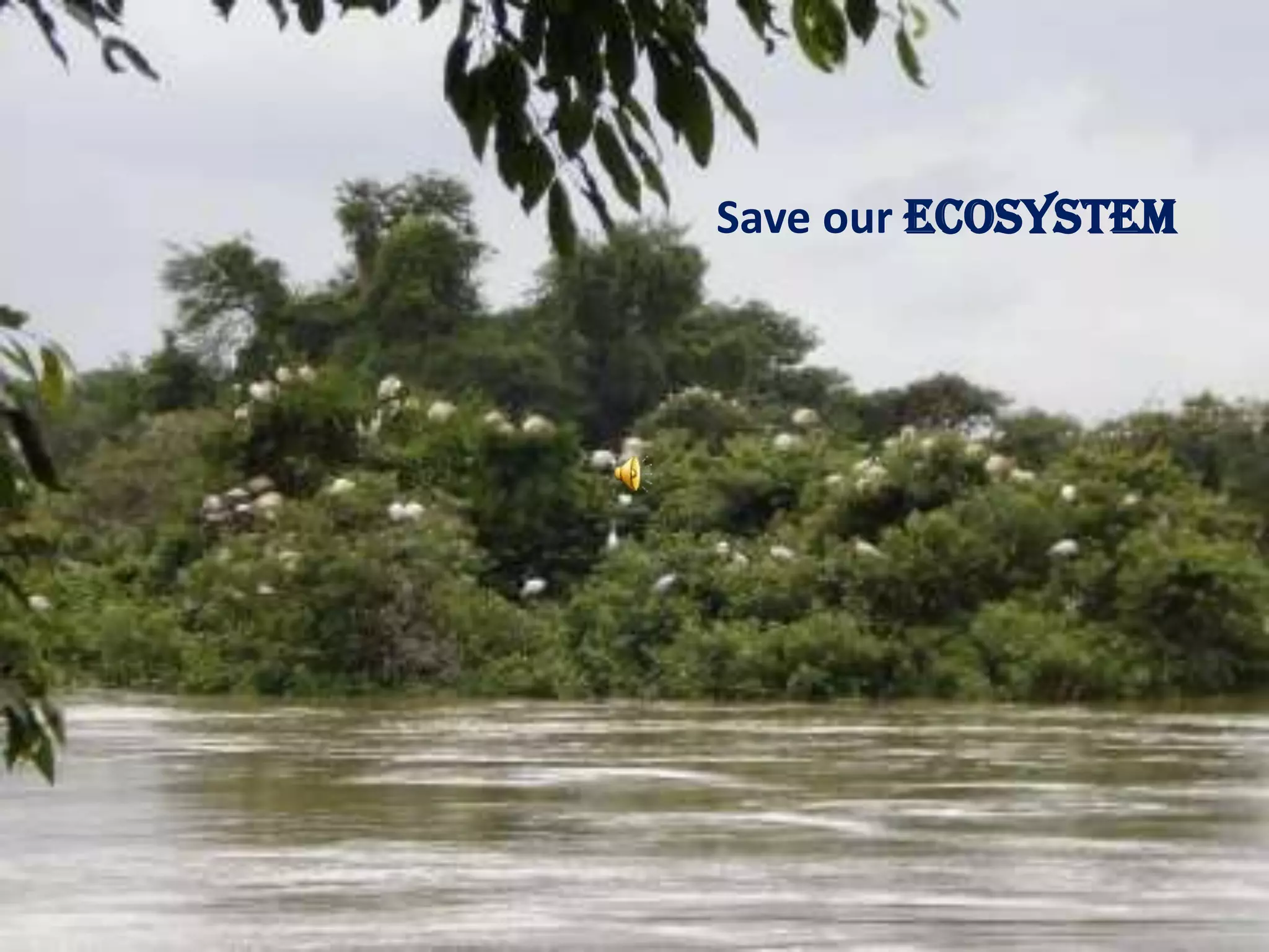 Save our Ecosystem