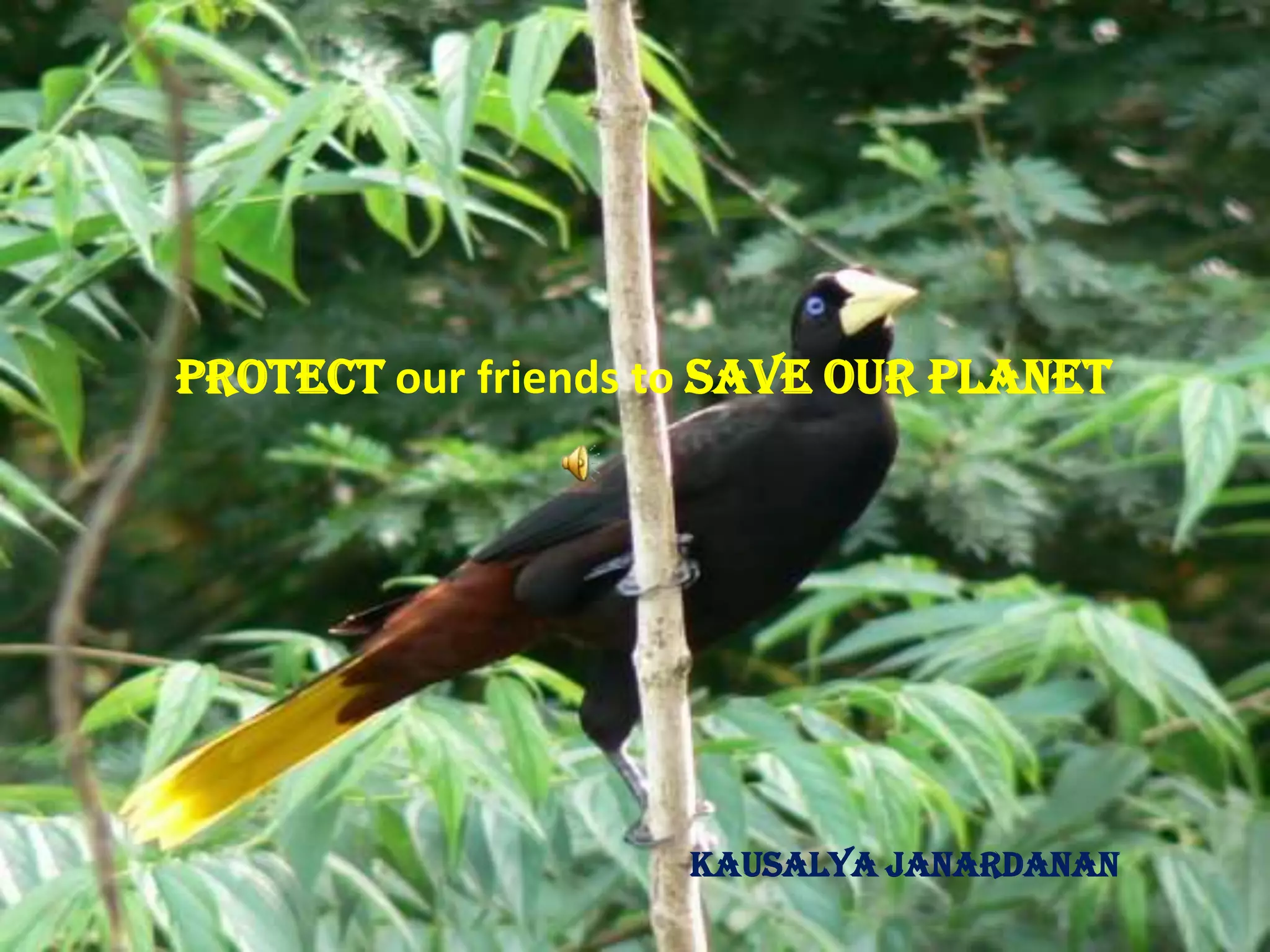 Protect our friends to save our PlanetKausalya Janardanan