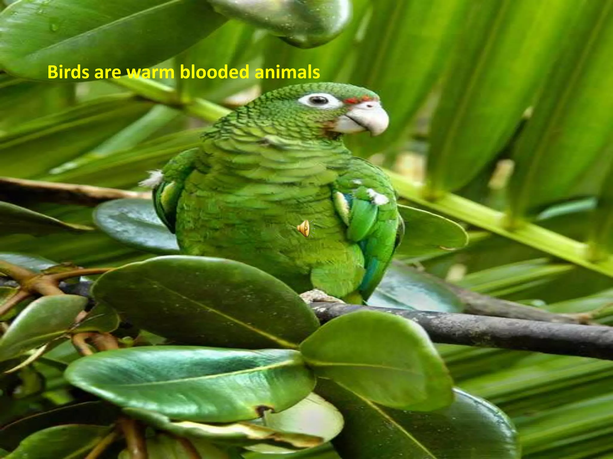 Birds are warm blooded animals 