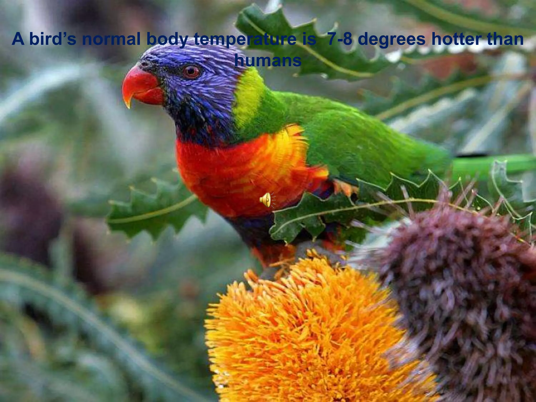 A bird’s normal body temperature is  7-8 degrees hotter than humans