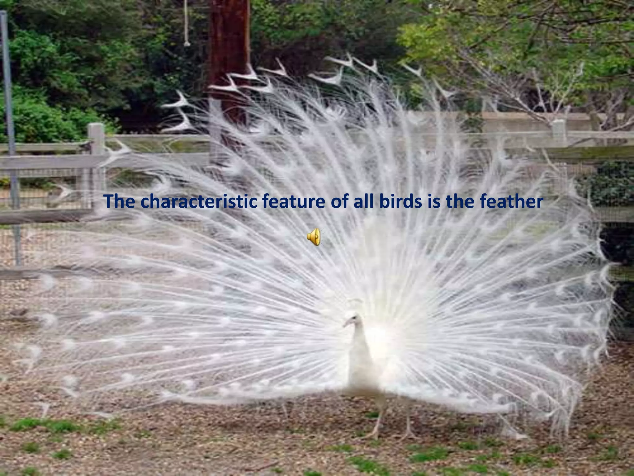                 The characteristic feature of all birds is the feather