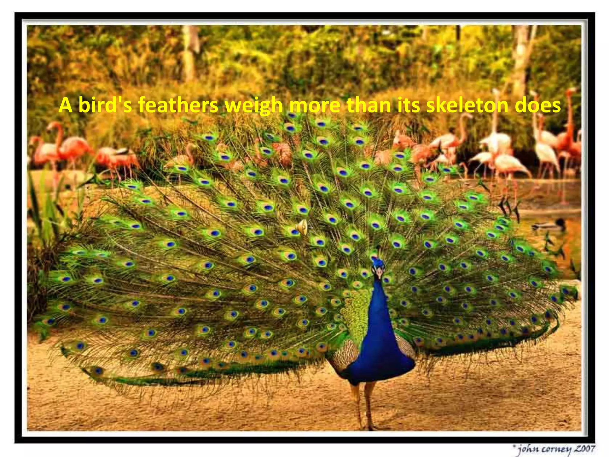A bird's feathers weigh more than its skeleton does
