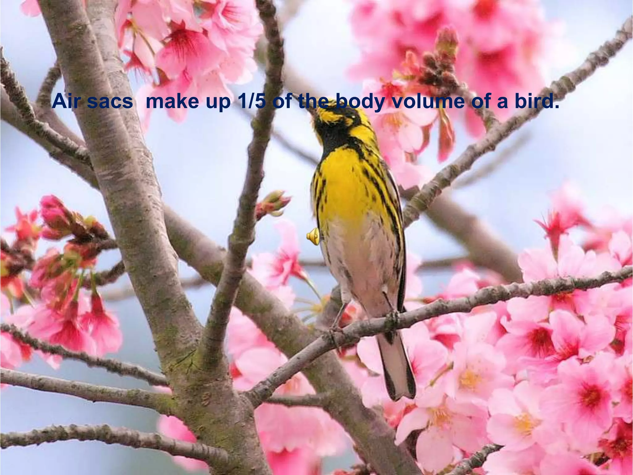 Air sacs  make up 1/5 of the body volume of a bird.