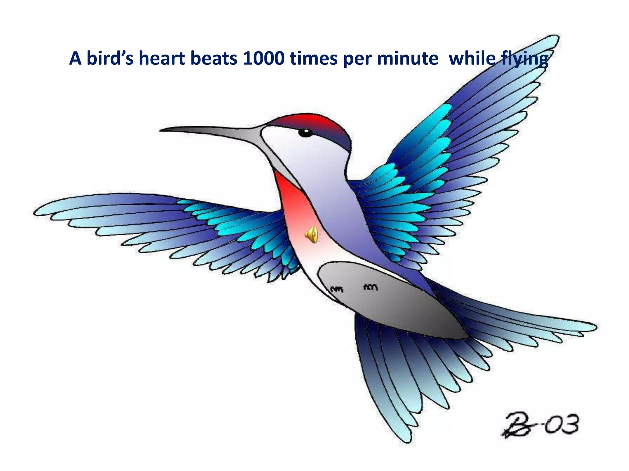 A bird’s heart beats 1000 times per minute  while flying