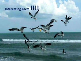 Interesting Facts !!!!,[object Object]