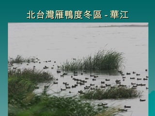 北台灣雁鴨度冬區 - 華江 