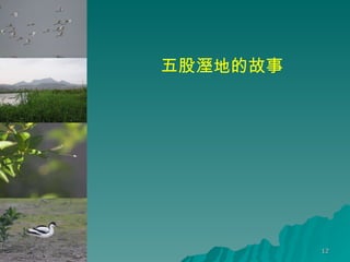 五股溼地的故事 
