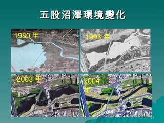 五股沼澤環境變化   1993 年 2003 年 2004 年 五股溼地介紹 1980 年 