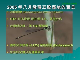 2005 年八月發現五股溼地的寶貝 四斑細蟌 Mortonagrion hirosei Asahin   1971 日本發現 現在僅日本、香港分佈 台灣新紀錄 - 第 152 種蜻蜓 國際保育聯盟 (IUCN) 瀕臨絕滅 (Endangered) 生存於含鹽分的蘆葦草澤  五股溼地的轉機 