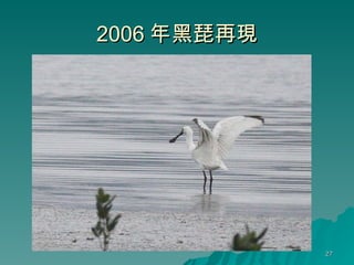2006 年黑琵再現 