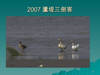 2007 蘆堤三劍客 