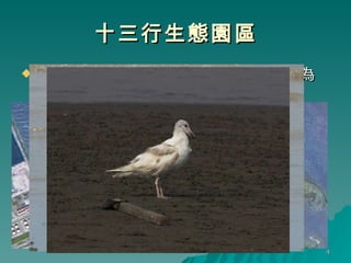 十三行生態園區 台北港凸堤效應新生成的沙灘，意外成為過境鳥的天堂 