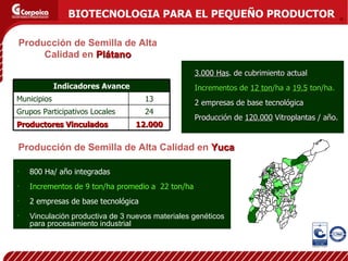 Producción de Semilla de Alta Calidad en  Plátano 3.000 Has . de cubrimiento actual Incrementos de  12 ton /ha a  19.5  ton/ha. 2 empresas de base tecnológica Producción de  120.000  Vitroplantas / año. Producción de Semilla de Alta Calidad en  Yuca 800 Ha/ año integradas Incrementos de 9 ton/ha promedio a  22 ton/ha 2 empresas de base tecnológica Vinculación productiva de 3 nuevos materiales genéticos para procesamiento industrial BIOTECNOLOGIA PARA EL PEQUEÑO PRODUCTOR Indicadores Avance Municipios 13 Grupos Participativos Locales 24 Productores Vinculados 12.000 