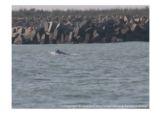 Copyright © FormosaCetus Conservation & Research Group
 