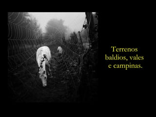 Terrenos  baldios, vales  e campinas. 